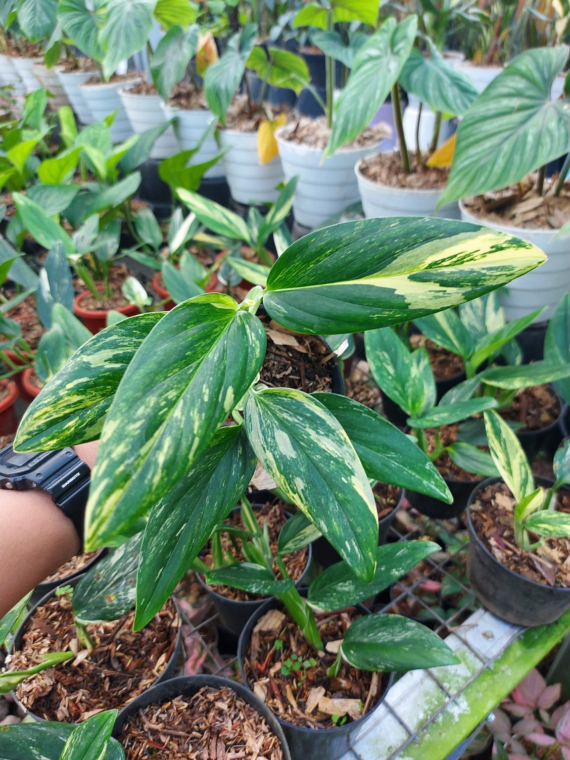 Monstera standleyana yellow varigated Bina Tropicals