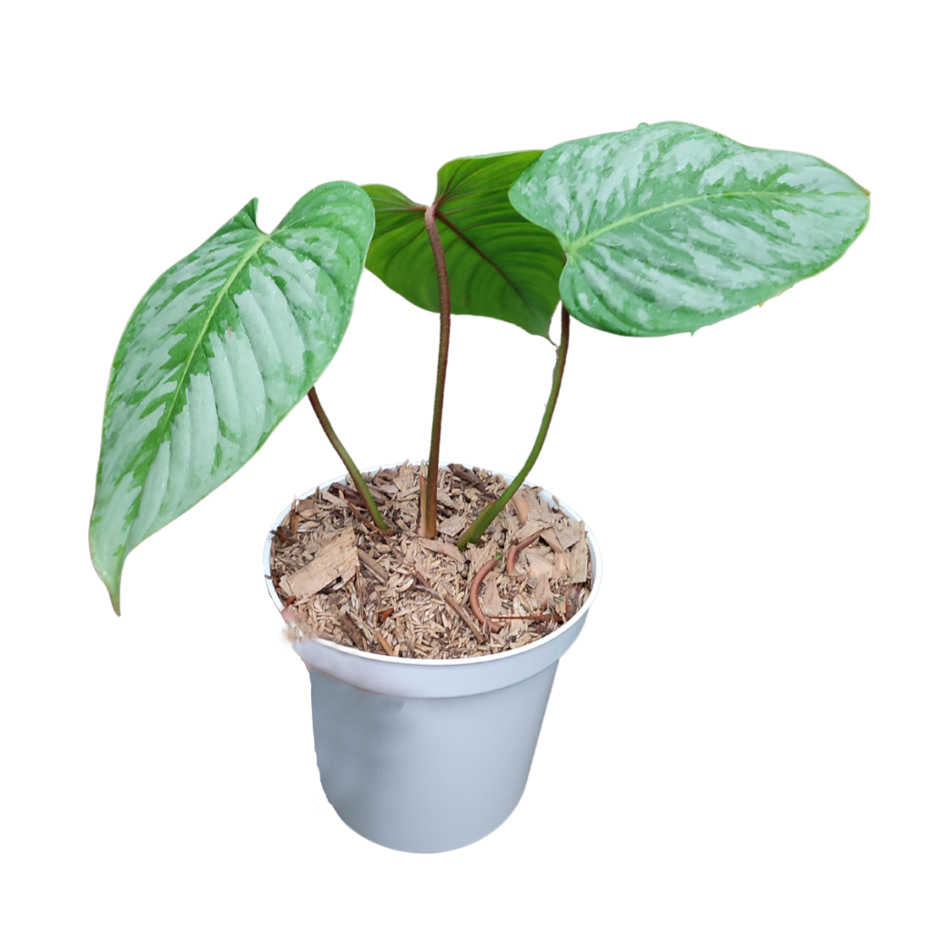 philodendron-majestic-bina-tropicals