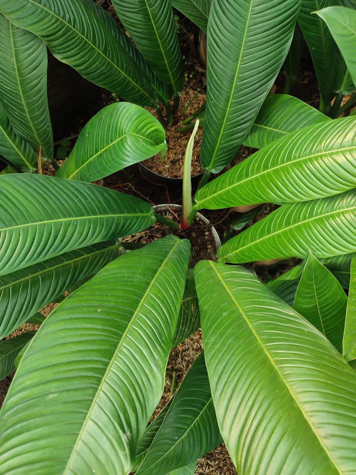 Philodendron Campii ‘Lynette’ – Bina Tropicals