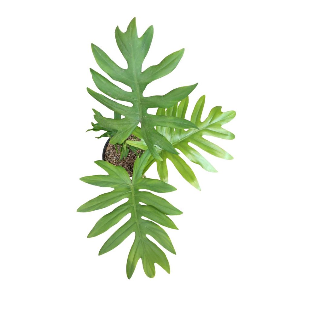philodendron-mayoi-bina-tropicals