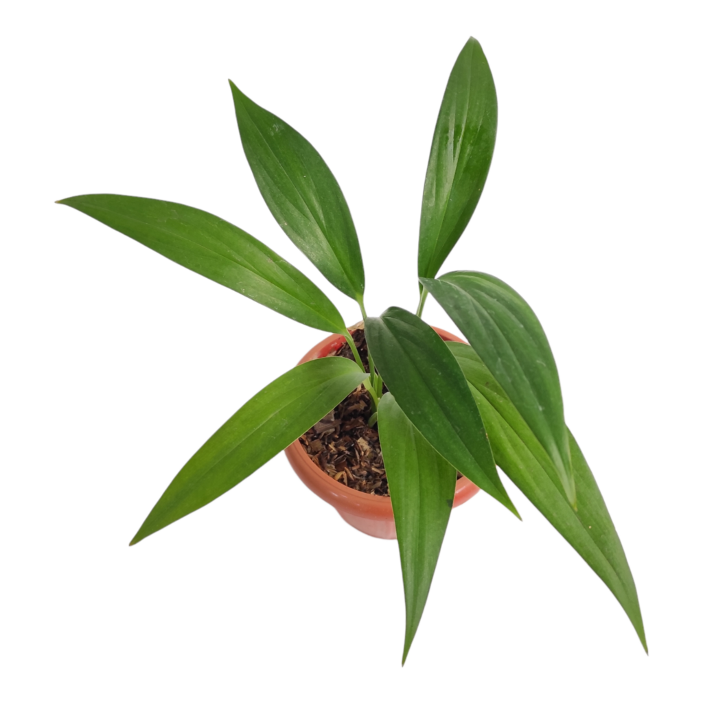 Epipremnum Amplissimum Bina Tropicals